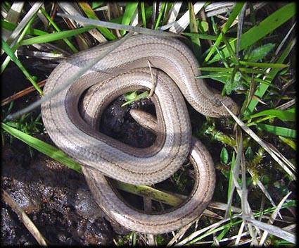 anguis fragilis anguidae orvethelfaut