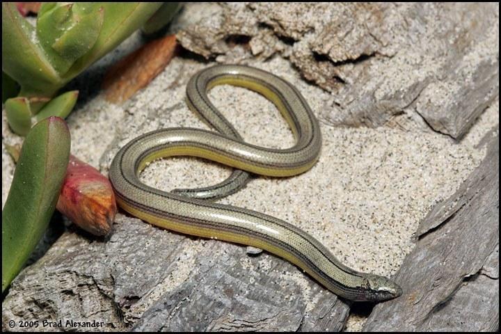 apulchrabamo052
