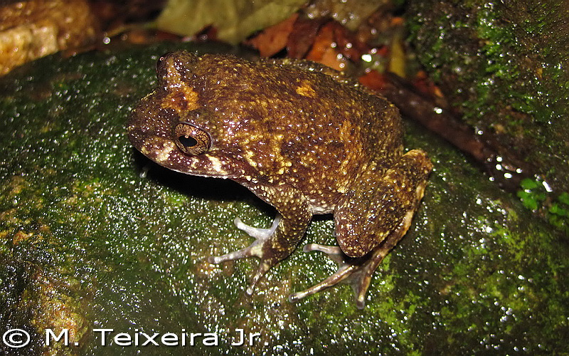 cycloramphus boraceiensis