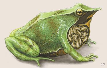 Рис 6-7: Порівняння п'яткових горбів Rhinoderma darwinii та Rhinoderma rufum