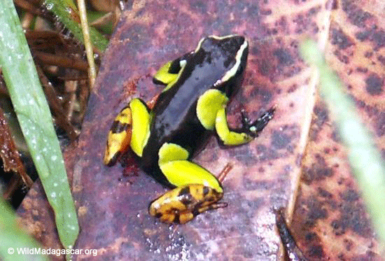 mantella madagascariensis