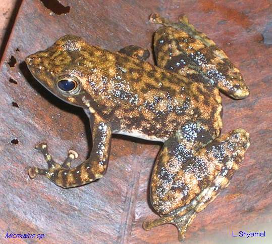 micrixalus