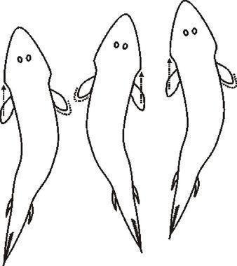 Tetrapoda Koncertino