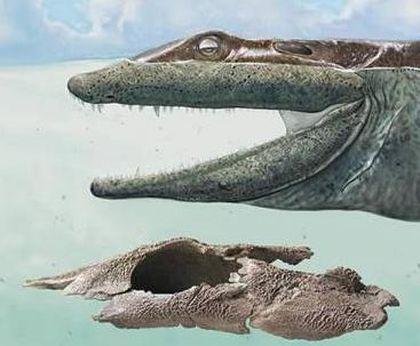 Tetrapoda Ulybka%20ventastegi