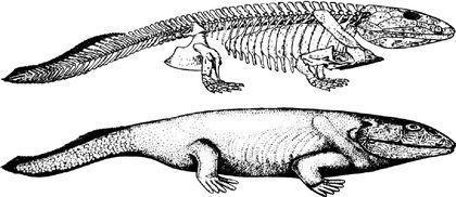 Tetrapoda Ichthyostega
