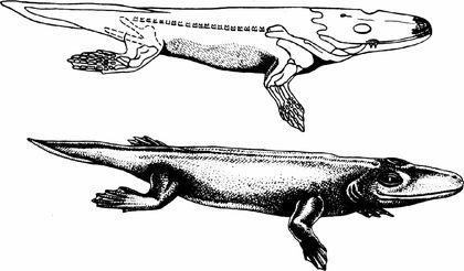 Tetrapoda Tulerpeton