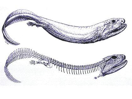 Tetrapoda Crassigyrinus