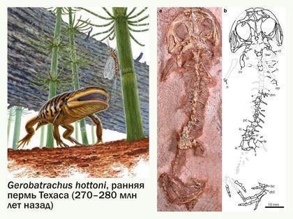 Stegocephalia Gerobatrahus