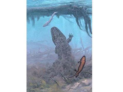 Stegocephalia Eriops%20v%20vode