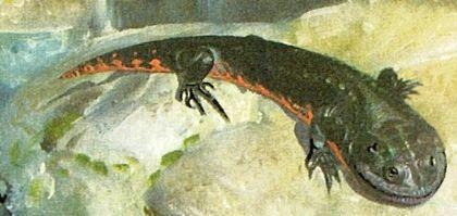 Stegocephalia Temnospondyli Eryopidae Branchiosaurus