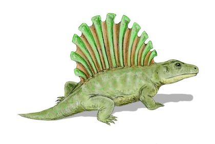Stegocephalia Platyhystrix