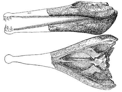 Stegocephalia Platiops