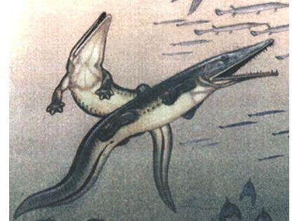 Stegocephalia Trematozuhidy%20Platyoposaurus