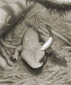 Stegocephalia Parotozuhus%20i%20ceratod