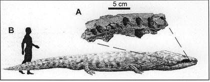 Stegocephalia Ranneyurskii%20brahiopoid