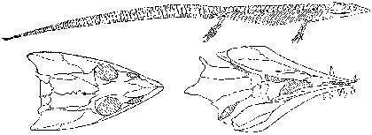 Stegocephalia Nectridea Urocordylus scalaris