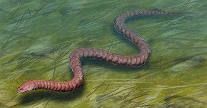 Stegocephalia Ophiderpeton