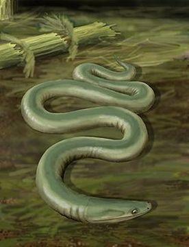 Stegocephalia Oestocephalus