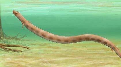 Stegocephalia Brachydectes