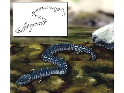 Stegocephalia Yurskaya%20chervyaga