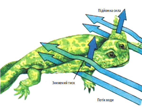 Diplocaulus