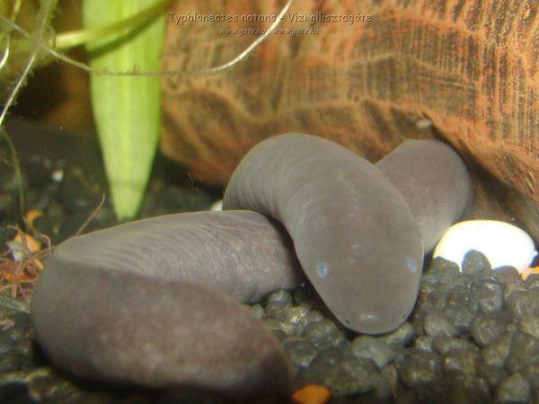 gymnophiona typhlonectes%20natans