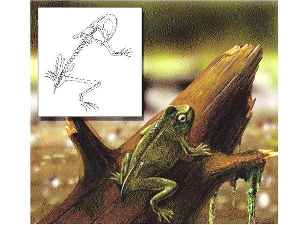 lissamphibia triadobatrahus