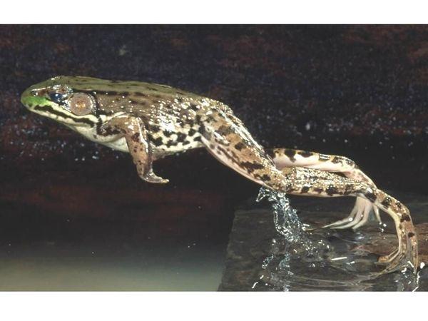 lissamphibia pryjok%20lyagushki