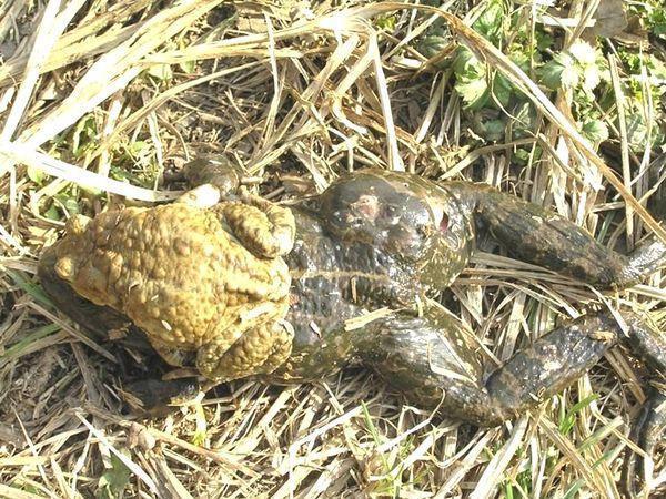 lissamphibia lyagushka%20raspuhla%20ot%20seryh%20jab
