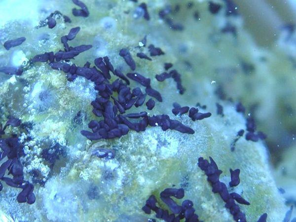lissamphibia vyhod%20lichinok%20ostromordyh%20lyagushek