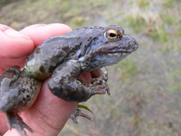 lissamphibia bol%27naya%20lyagushka