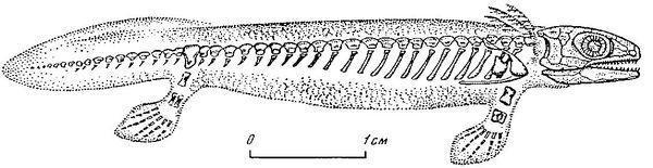 reptiliomorpha discosauriscus larv