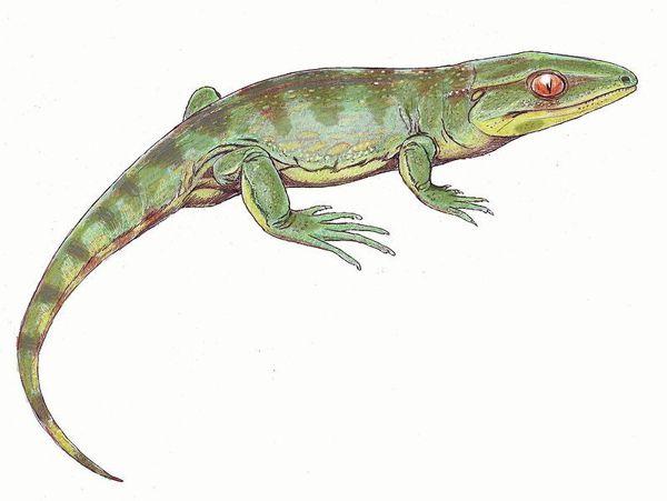reptiliomorpha gefyrostegus color