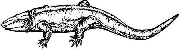 reptiliomorpha gefyrostegus grey