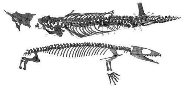 reptiliomorpha gefyrostegus skel