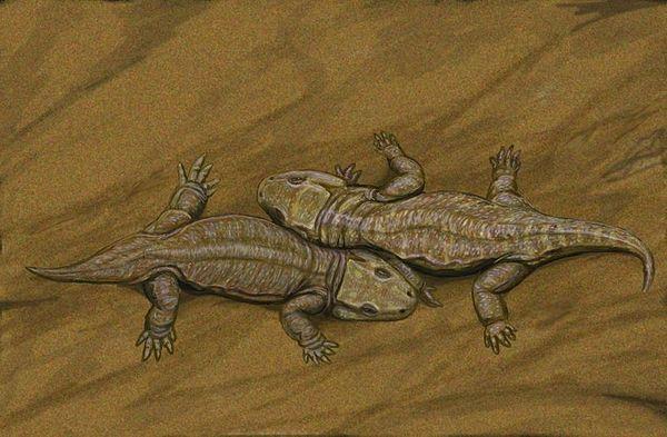 reptiliomorpha seymouria
