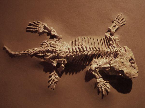 reptiliomorpha seymouria fossil