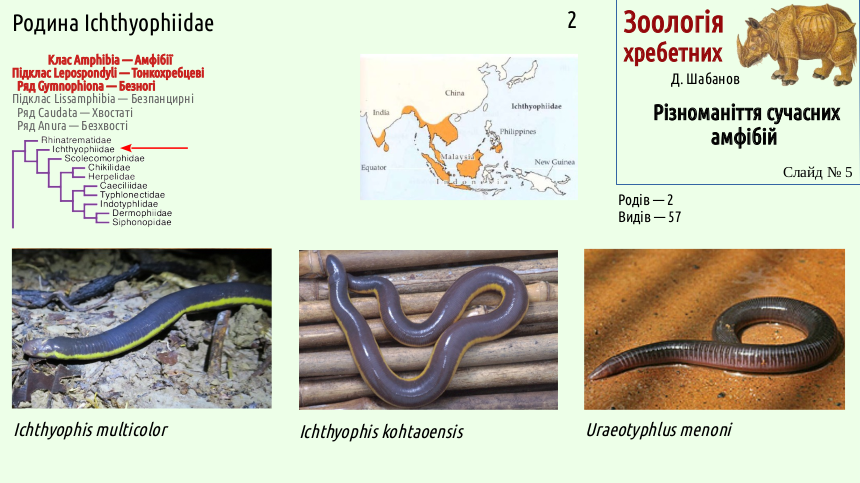 Recent Amphibians 05