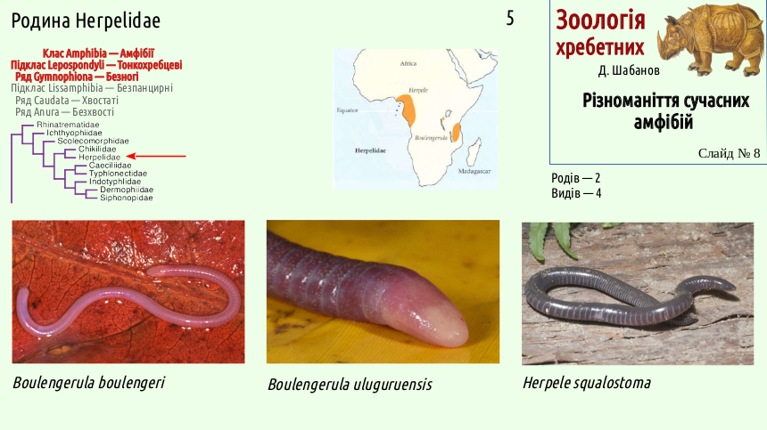 Recent Amphibians 08