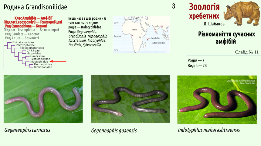 Recent Amphibians 11