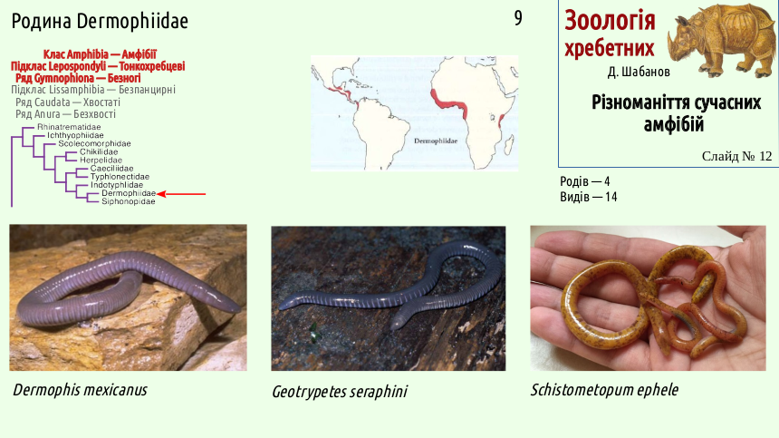 Recent Amphibians 12