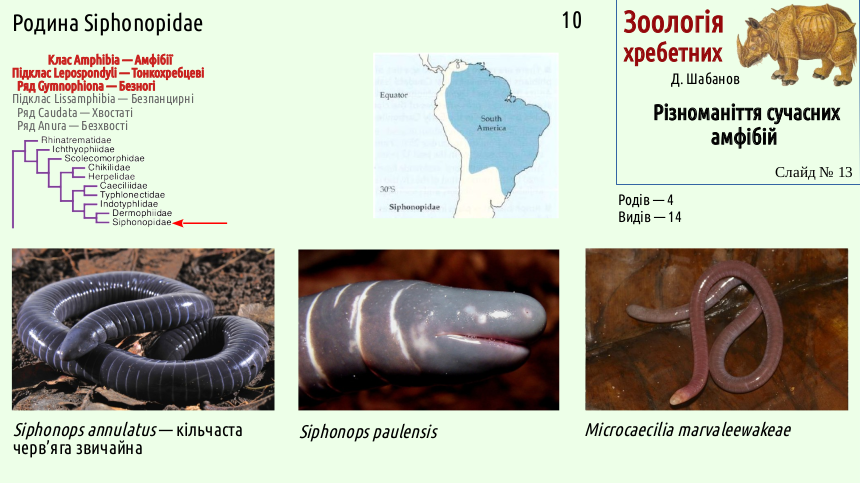 Recent Amphibians 13
