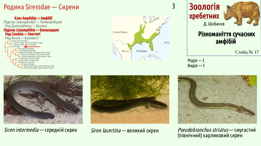 Recent Amphibians 17