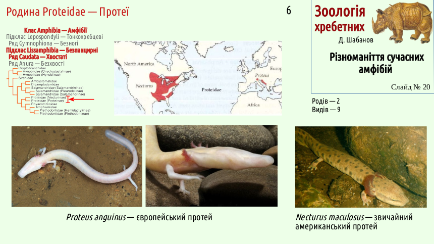 Recent Amphibians 20