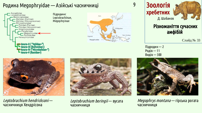 Recent Amphibians 33