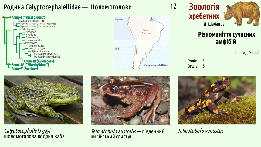 Recent Amphibians 37