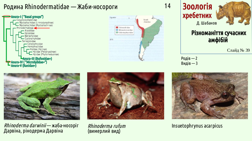 Recent Amphibians 39