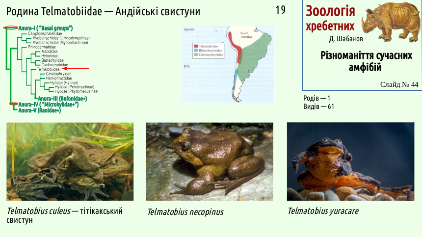 Recent Amphibians 44