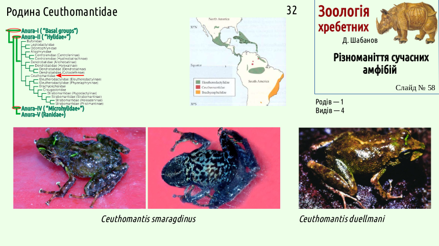 Recent Amphibians 58