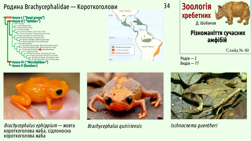 Recent Amphibians 60
